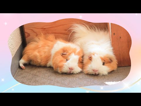 モルモットの家族 もるもるも - YouTube