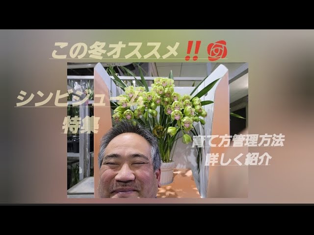 Recommended for this winter‼️🌹 Cymbidium Special! We've