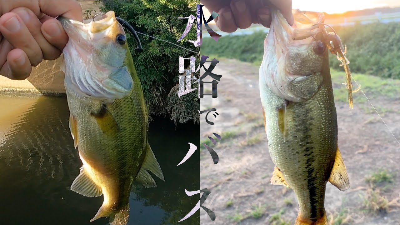 霞ヶ浦水系ブラックバス釣り｜流入河川と水路【9月初め】