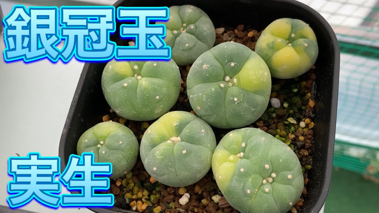 銀冠玉実生 Lophophora Williamsii var .decipiens - YouTube