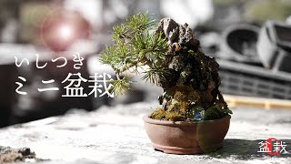 鉢の中のジオラマ！石付き盆栽の作り方を動画付きで徹底解説 – 盆栽Q