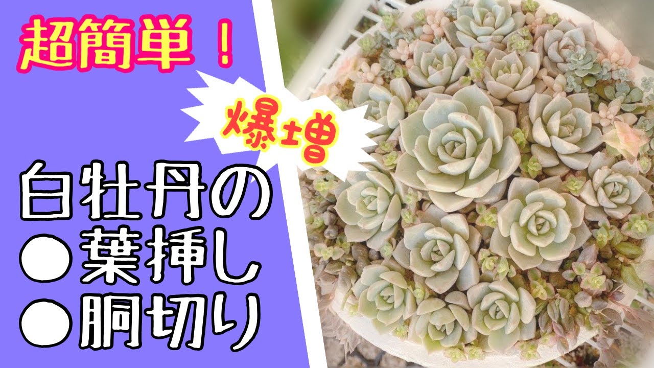 How to Propagate] What happened to the leaf cuttings and stem