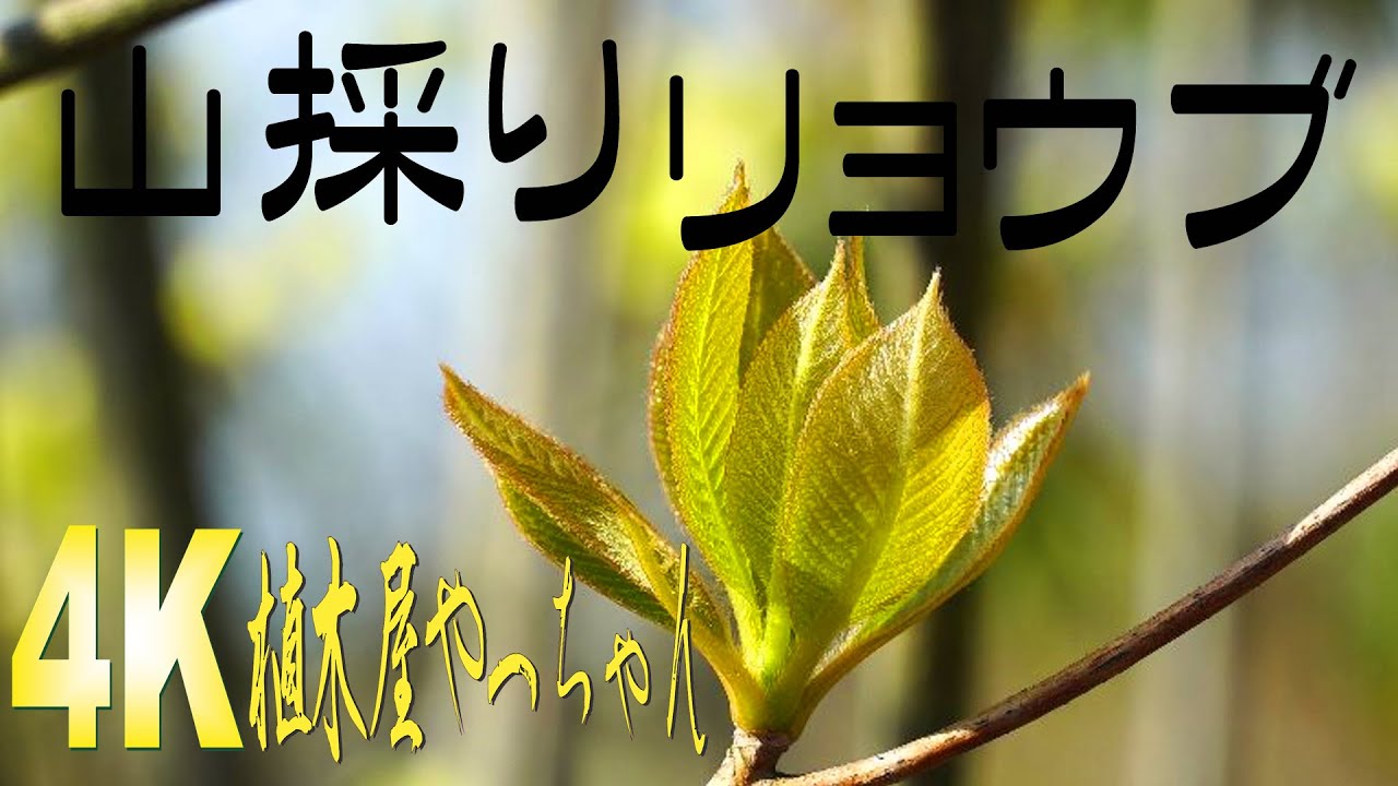 山採り自然樹形リョウブ 新芽 2023 - YouTube
