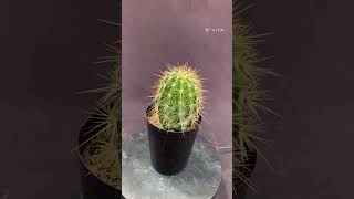 サボテン・弁慶柱（サガロサボテン）3号 | 日本ライン花木センター