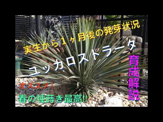 ユッカロストラータ！実生から1ヶ月後！＃ユッカロストラータ＃yucca