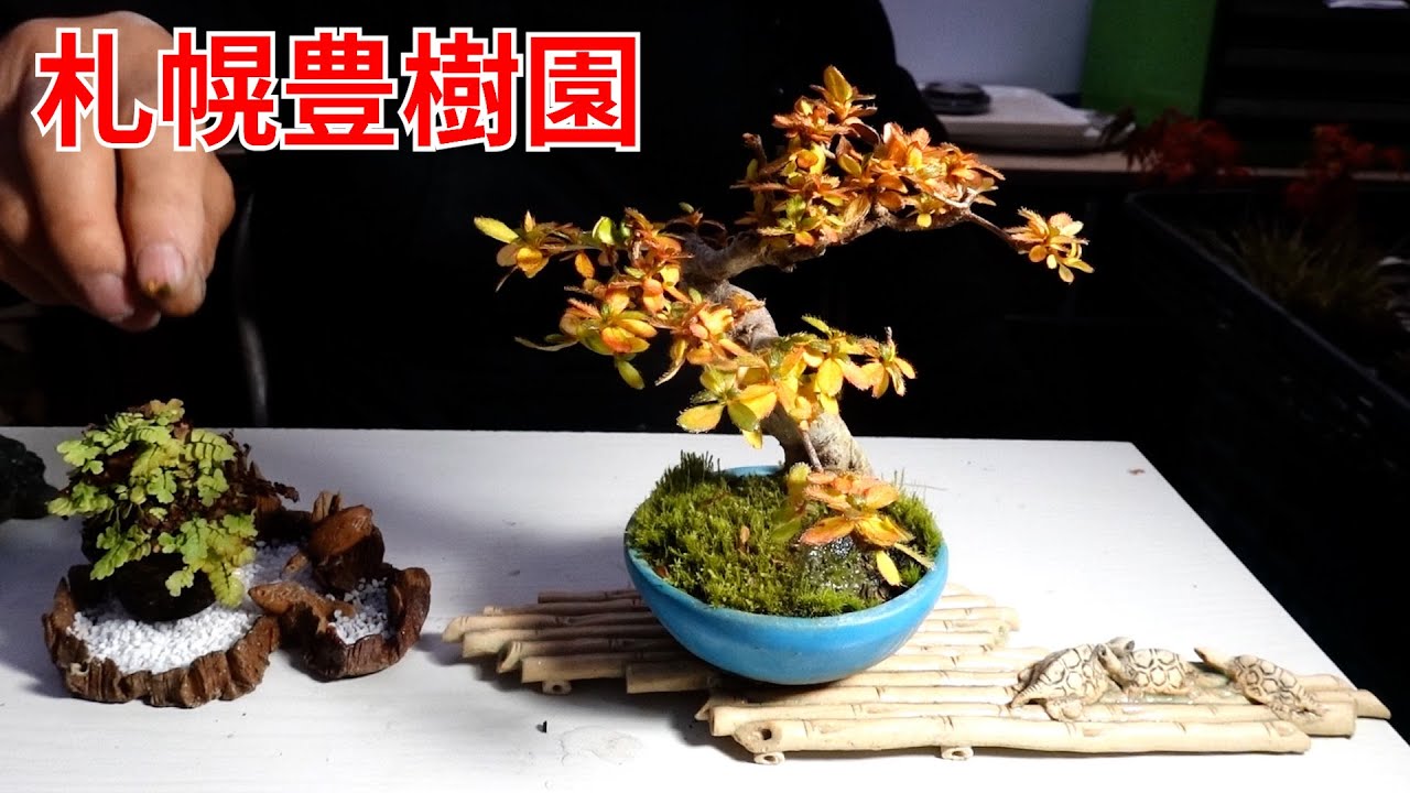 Mini bonsai for decorating your room - YouTube