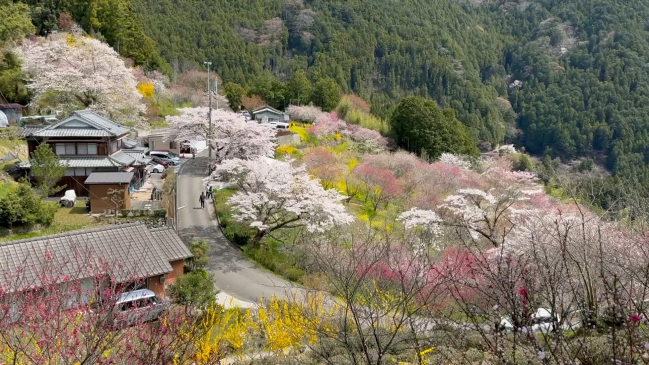 2025/04/08 五分咲き 中津花桃の里 〜愛媛県久万高原町〜 - YouTube