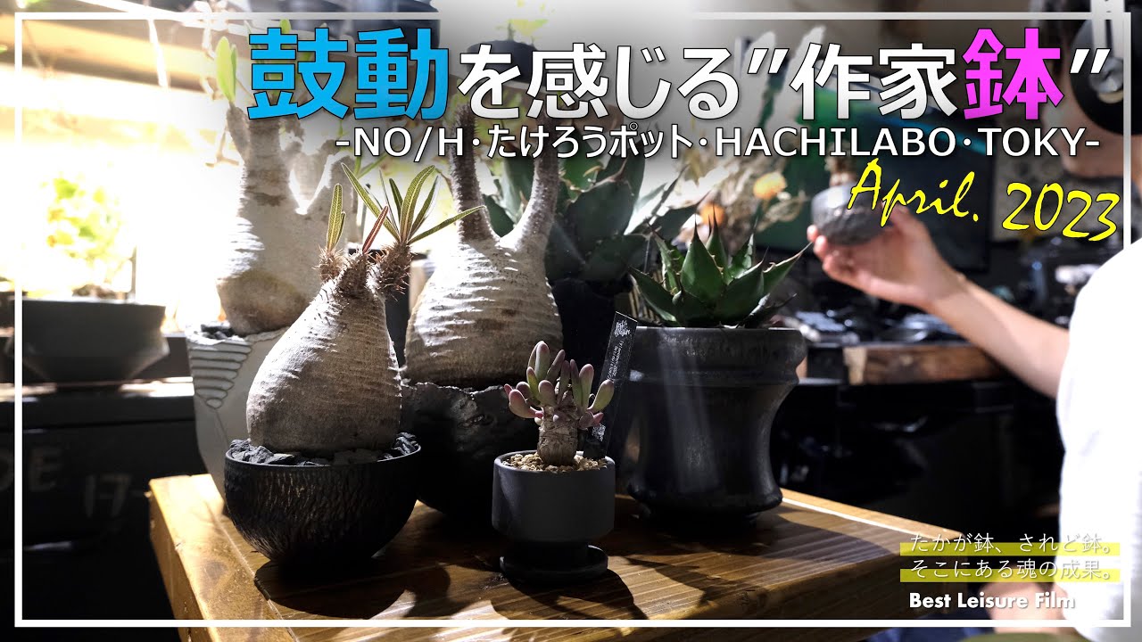 作家鉢】株の魅力を最高に。愛用の作家鉢ご紹介｜芽の巣山｜グラキリス