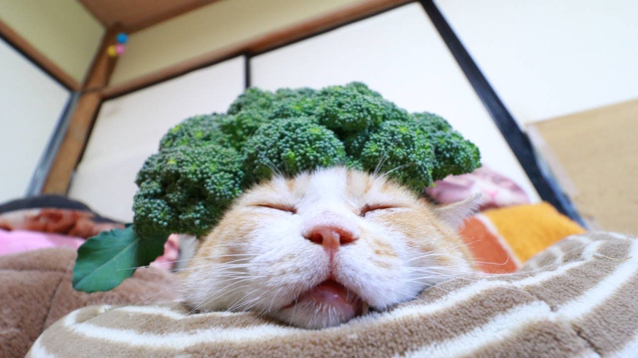 ブロッコリーのせ猫 240831 - YouTube