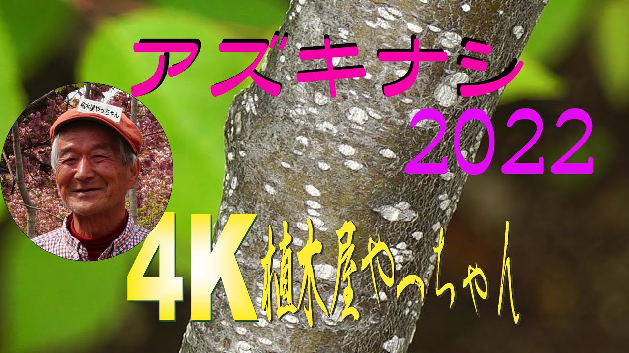 山採り自然樹形のアズキナシ販売 那珂市秋元園芸