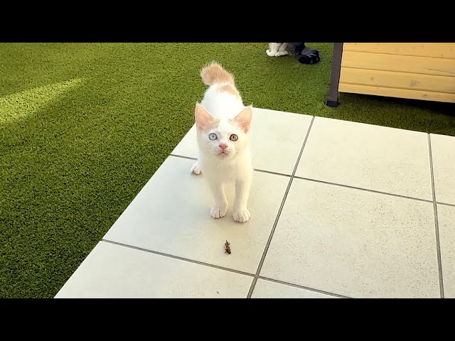 The new kitten came to me with a cricket he caught on a walk