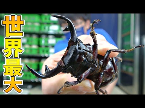 PSA10 タランドゥスツヤクワガタ 2003 AUTUMN PSA10 タランドゥスツヤ