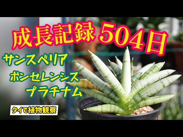 サンスベリア】成長記録504日！！！ボンセレンシス プラチナム