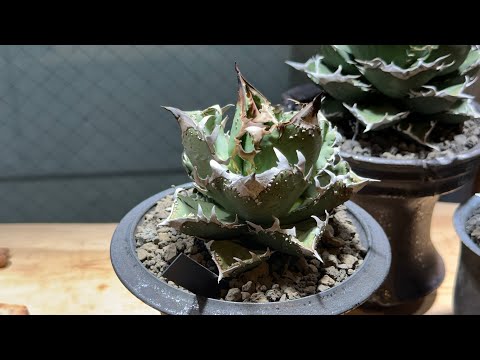 039 [Agave] Daikanyama Wabi Ultra high class CJ-13 I bought a baby