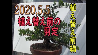 ハマヒサカキ盆栽の枝の作り方13[94] - YouTube