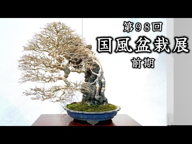 盆栽】第98回 国風盆栽展 前期【Bonsai】The 98th Kokufu Bonsai