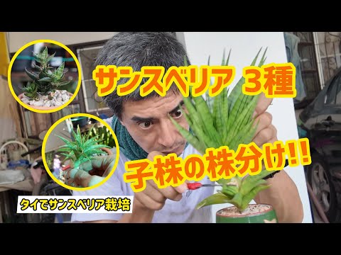 Cultivating Sansevieria in Thailand] Dividing 4 plants of 3