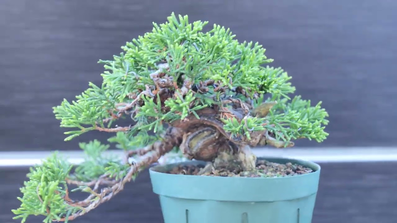 真柏半懸崖 - YouTube