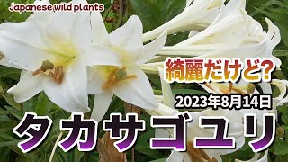 タカサゴユリ 200本 タカサゴユリを播いた思い出 - mmpoloの日記