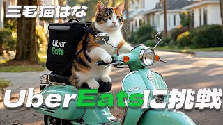 はたらくねこ】三毛猫はな、”Uber Eats”に挑戦🛵💨 - YouTube