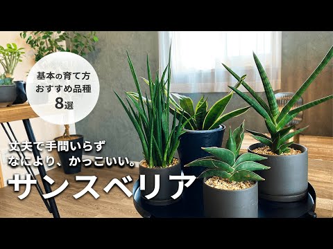 How to grow Sansevieria and 8 recommended varieties | Placement