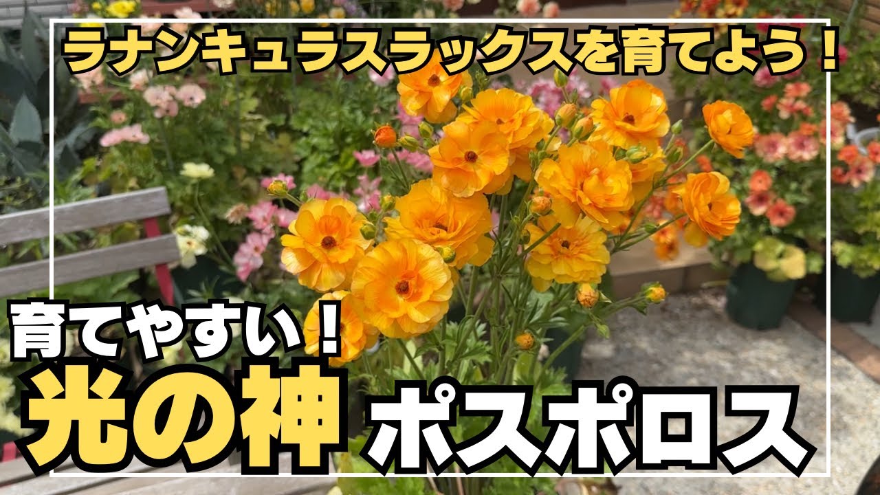 Ranunculus Lux Illustrated Guide] This color can only be produced