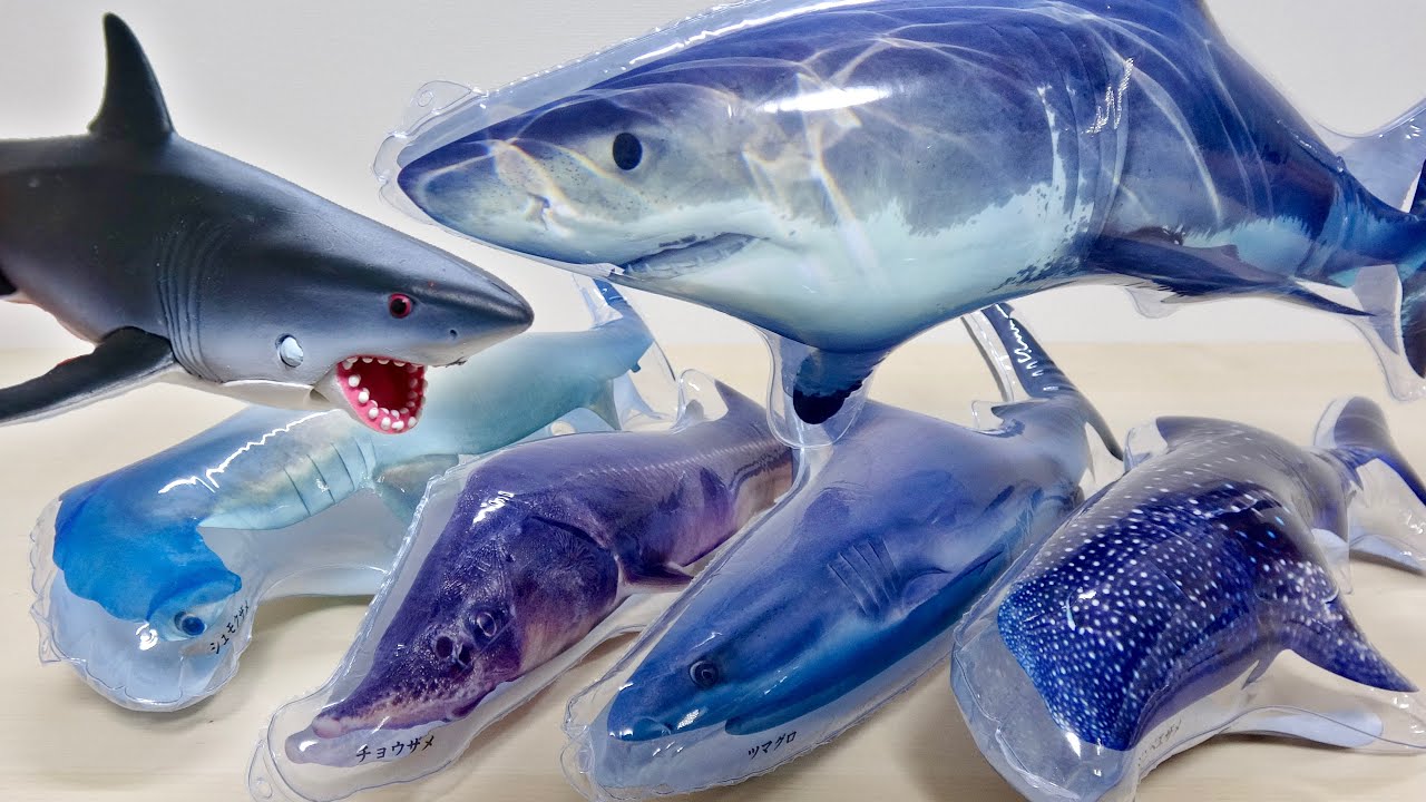 Inflate all kinds of sharks!Shark Big Book!Great WhiteShark
