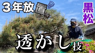 Pruning Japanese Black Pine] How to neatly trim the messy branches