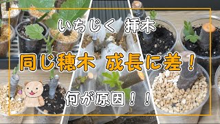 いちじく挿木】同じ穂木でも成長に差が出る 土と挿し方 - YouTube