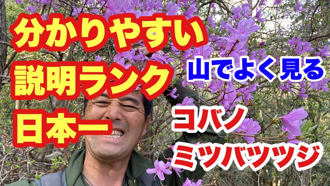 How to grow Kobano Mitsuba Azalea [Tree Introduction] Explanations