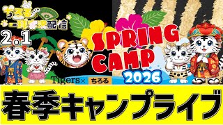 阪神 春季キャンプ LIVE 】 2/1 阪神タイガース 沖縄春季キャンプ 2026