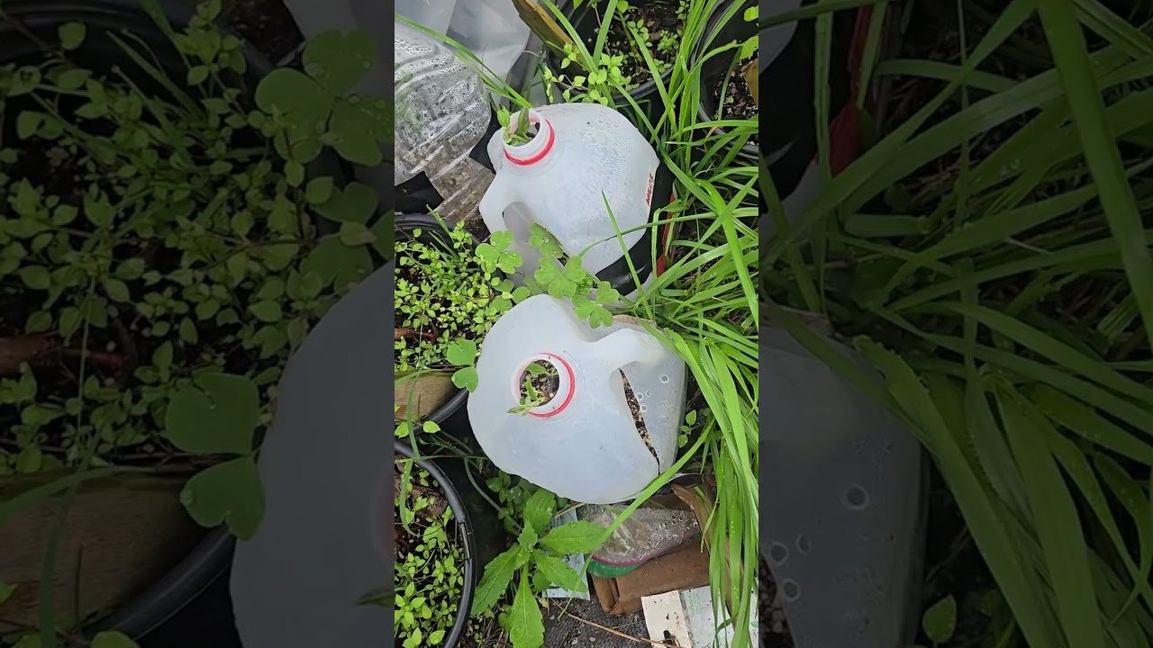 真夏だって増やせる】真夏の「挿し木・挿し芽」事情 / 発根するの？鉢