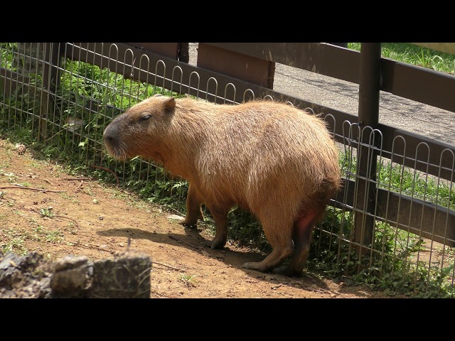 Capybara (Southeast Botanical Gardens, Okinawa, Japan) May 12