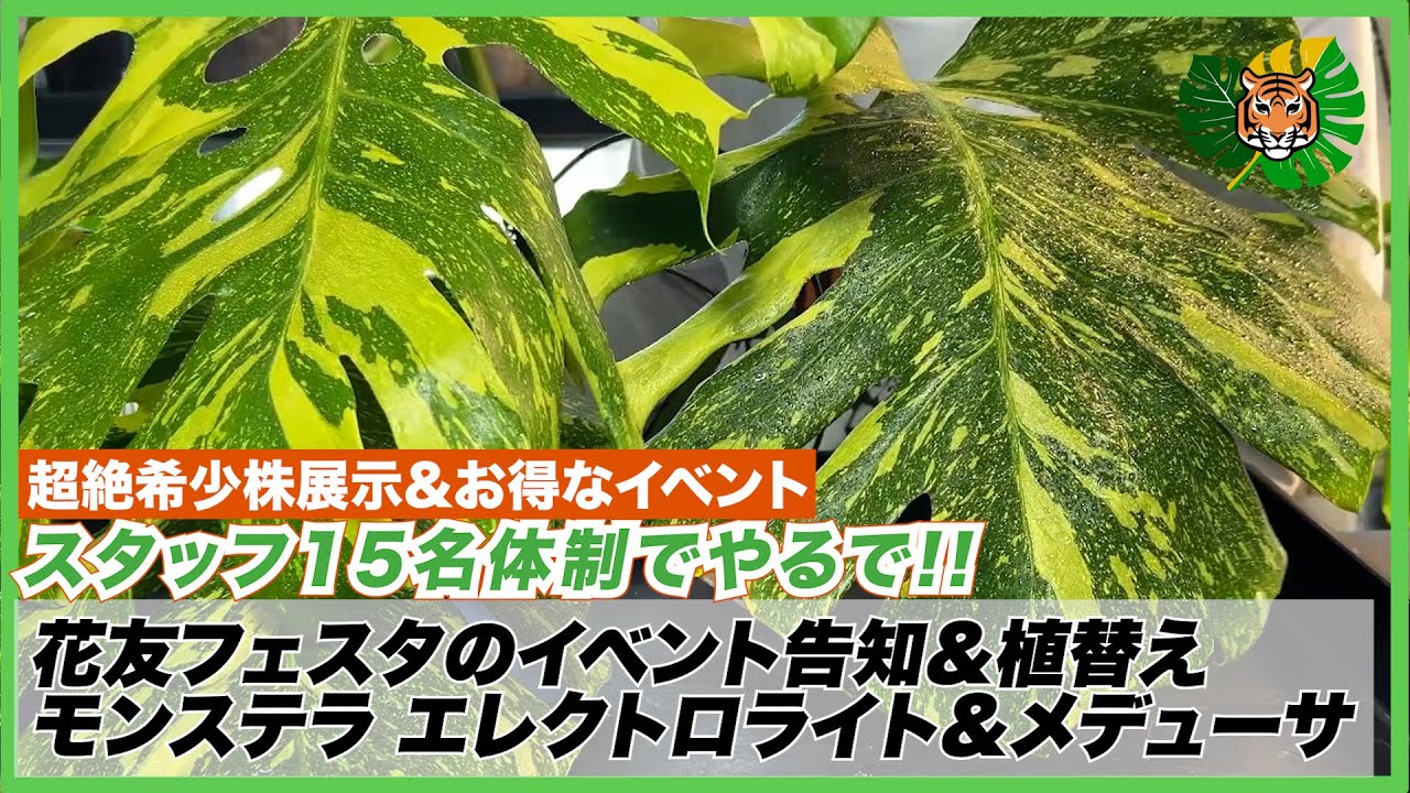 モンステラ・デリシオーサ 'タイコンステレーション メデューサ' 成長