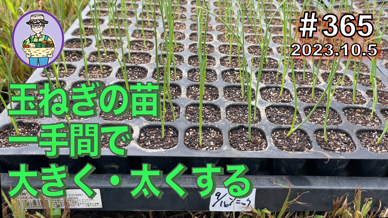 玉ねぎの苗を一手間かけて、大きく・太くする。 第365話