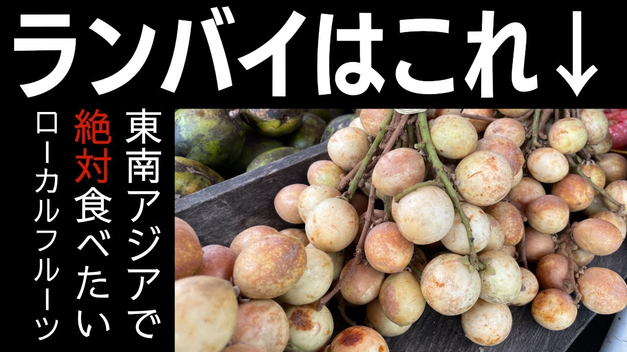 世界の果物を食べる！【東南アジア編】熱帯果樹 ランバイ！Baccaurea