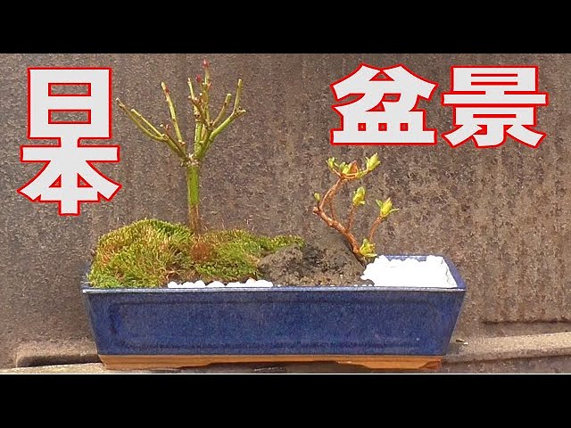 I created this bonsai with a Japanese garden in mind. - YouTube