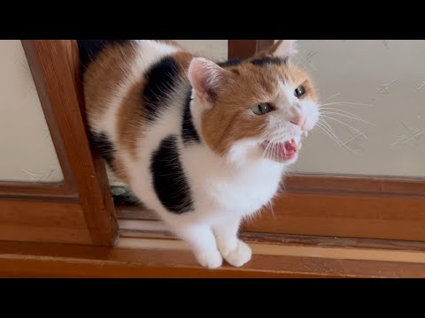 三毛猫】私の早めの帰宅が嬉しいミケ（2025年7月21日） - YouTube