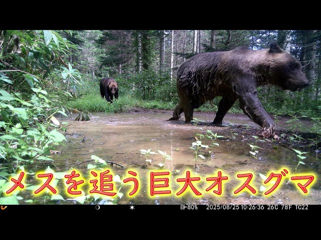 メスを追いかける巨大オスグマ Brown Bear Trail camera Hunting