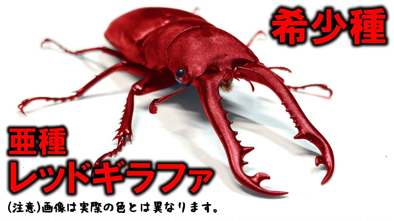 A red giraffe? A subspecies of the giraffe stag beetle has arrived