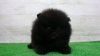 Coo&RIKU No.00750100 ポメラニアン - YouTube