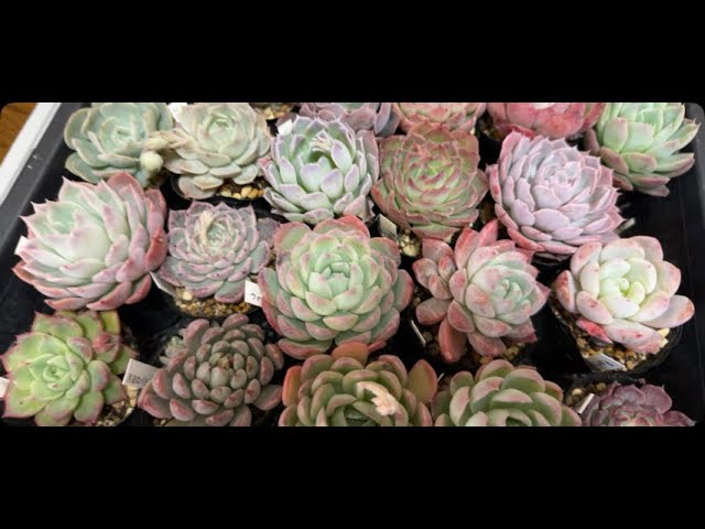 多肉植物】2026.02自家製苗販売会苗紹介ライブ 2029.02.28 - YouTube