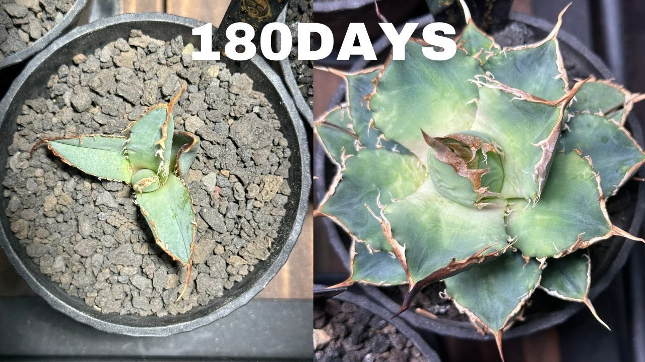 084 【爆速アガベ12】 180日の動き タイムラプス アガベ / シーザー