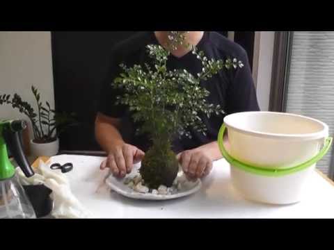 How to make the moss ball - YouTube