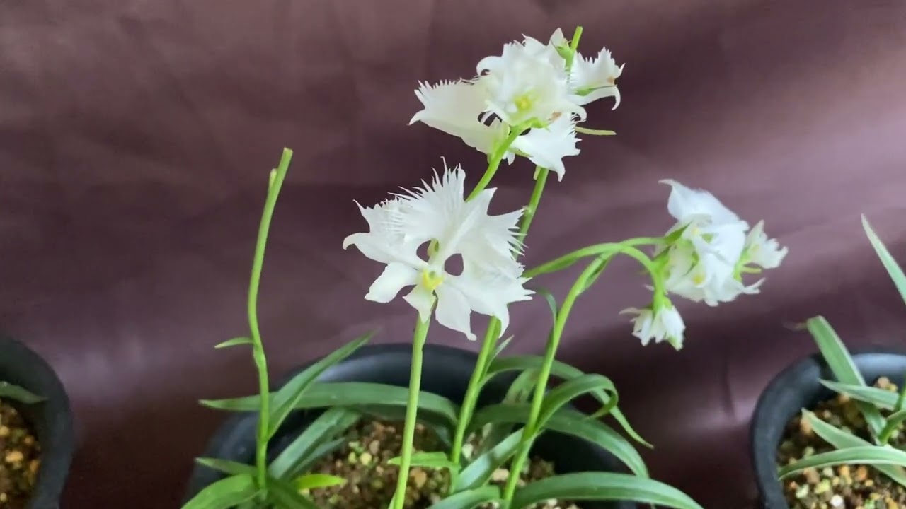 サギソウ・プチ展示（2023年8月22日） - YouTube