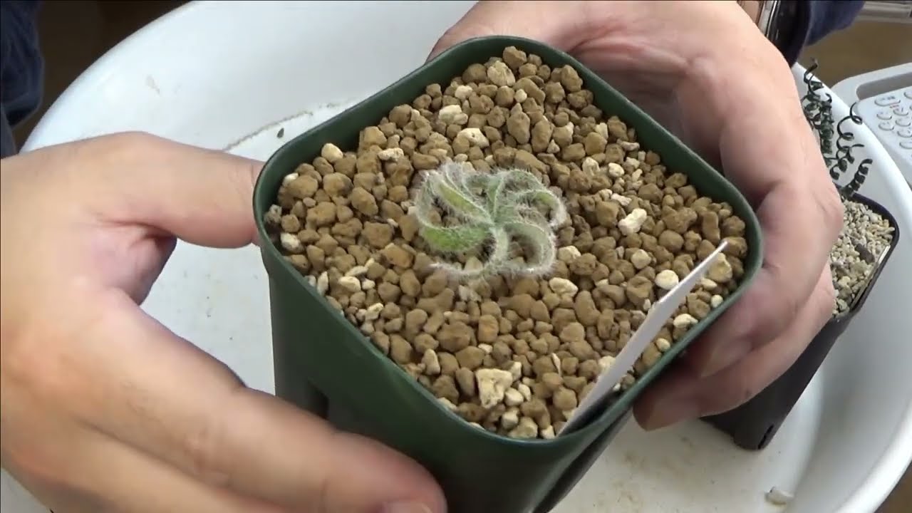 ヤフオクで購入】ケープバルブゲチリス、ゲシリス。gethyllis ビザール