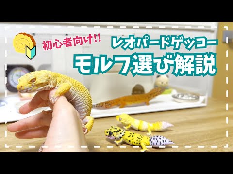Leopard Gecko] Morph Selection Guide for Beginners by a Beginner