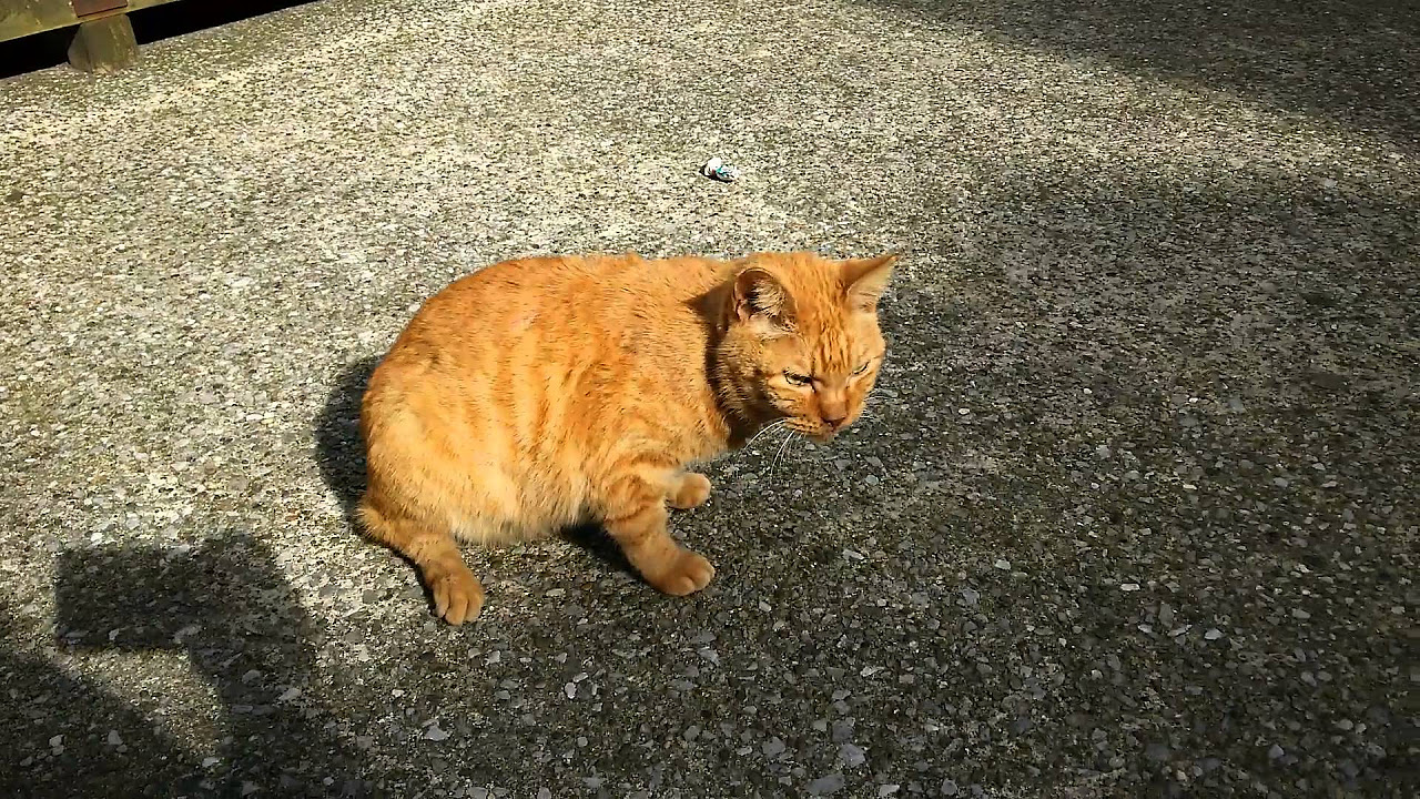 昼ドラ 愛の劇場 天までとどけ主題歌 涙くんさよなら 川越 美和 - YouTube