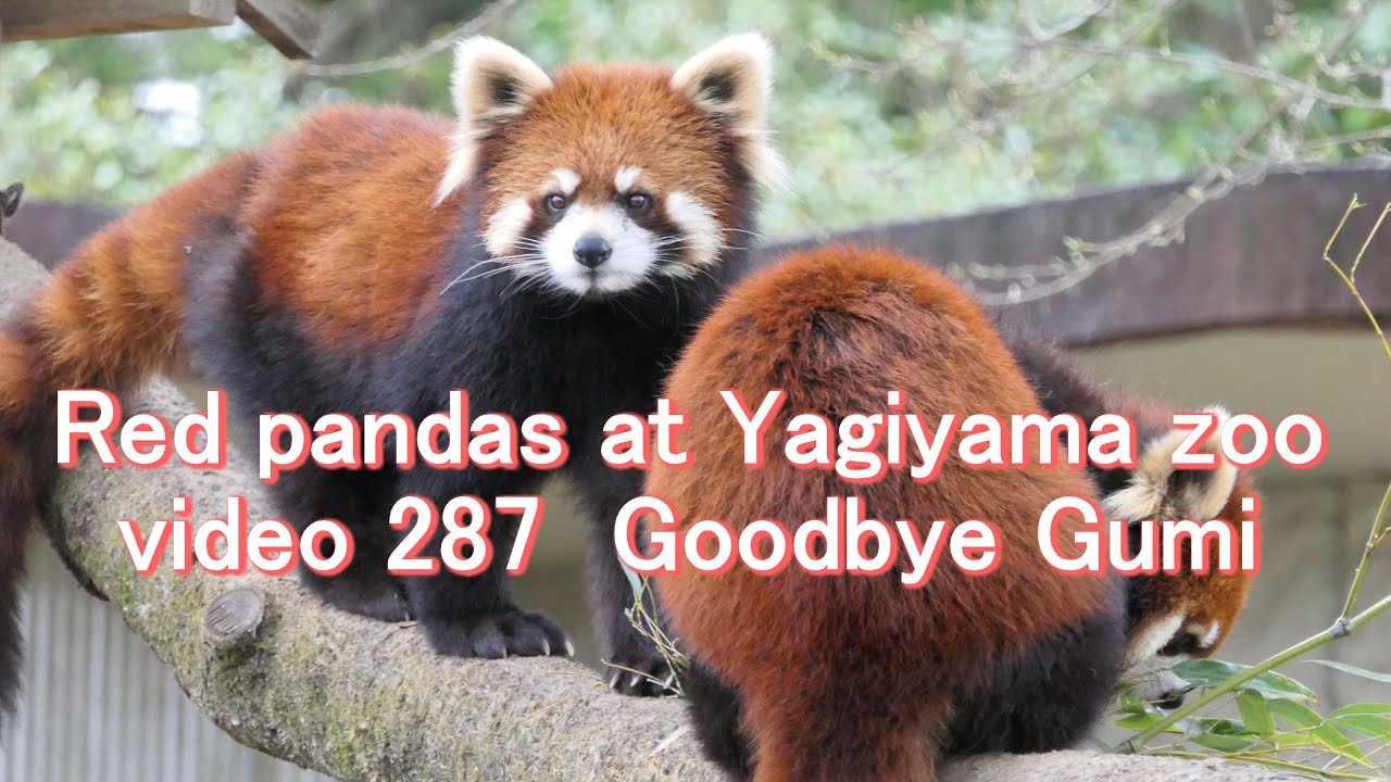 八木山レッサーリポート287 レッサーパンダ さよなら グミ Goodbye