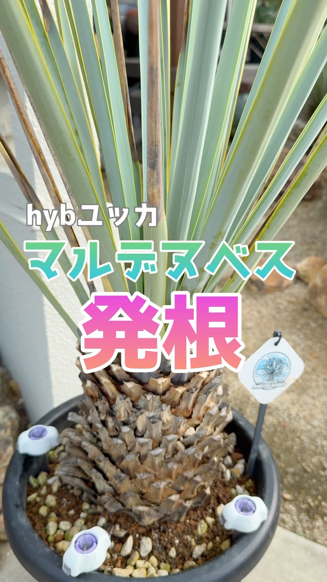 発根管理】hybユッカ・マルデヌベス（リギダver）医療を駆使して力業発